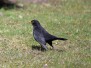 Amsel