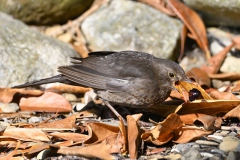 Amsel-frisst-Kirsche