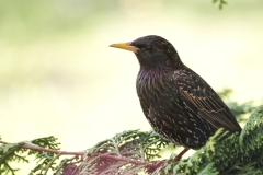 Amsel