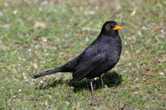 Amsel_1