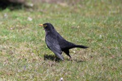 Amsel_2