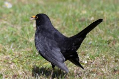 Amsel_3