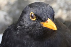Amsel_4