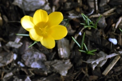 Blumen im Garten in Böhmfeld am 29.03.2021