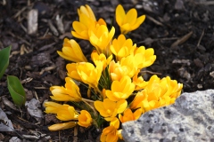 Blumen im Garten in Böhmfeld am 29.03.2021