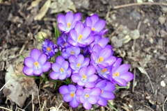 Blumen im Garten in Böhmfeld am 29.03.2021