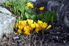 Blumen im Garten in Böhmfeld am 29.03.2021