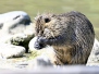 Nutria