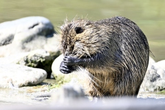 Nutria