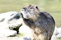 Nutria