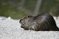 Nutria