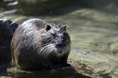 Nutria