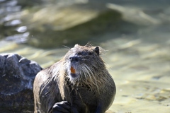 Nutria