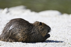 Nutria