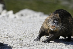 Nutria