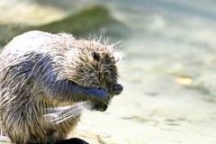 Nutria