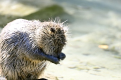 Nutria