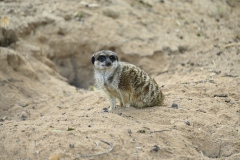 Erdmännchen