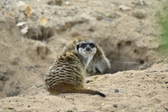 Erdmännchen